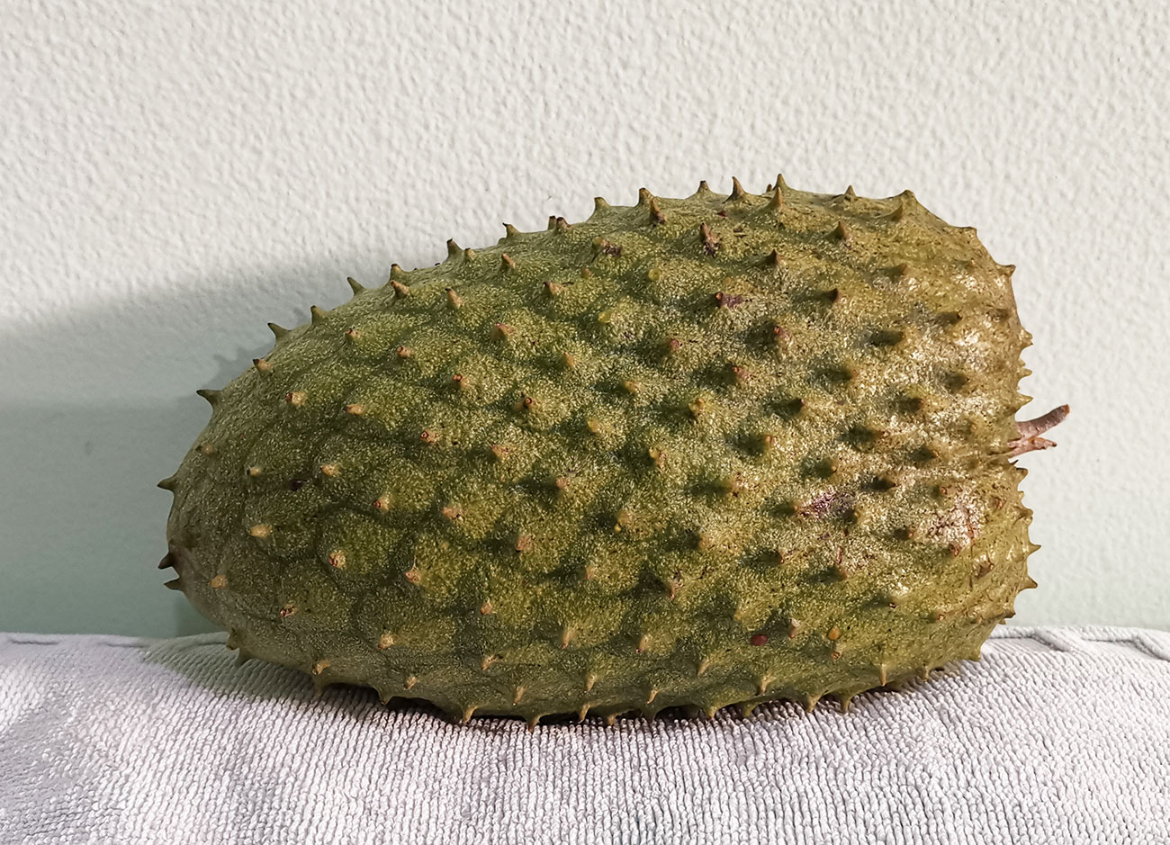 Guanabana (annona muricate) xxxg / Horquetas, Sarapiquí, Heredia-29092023