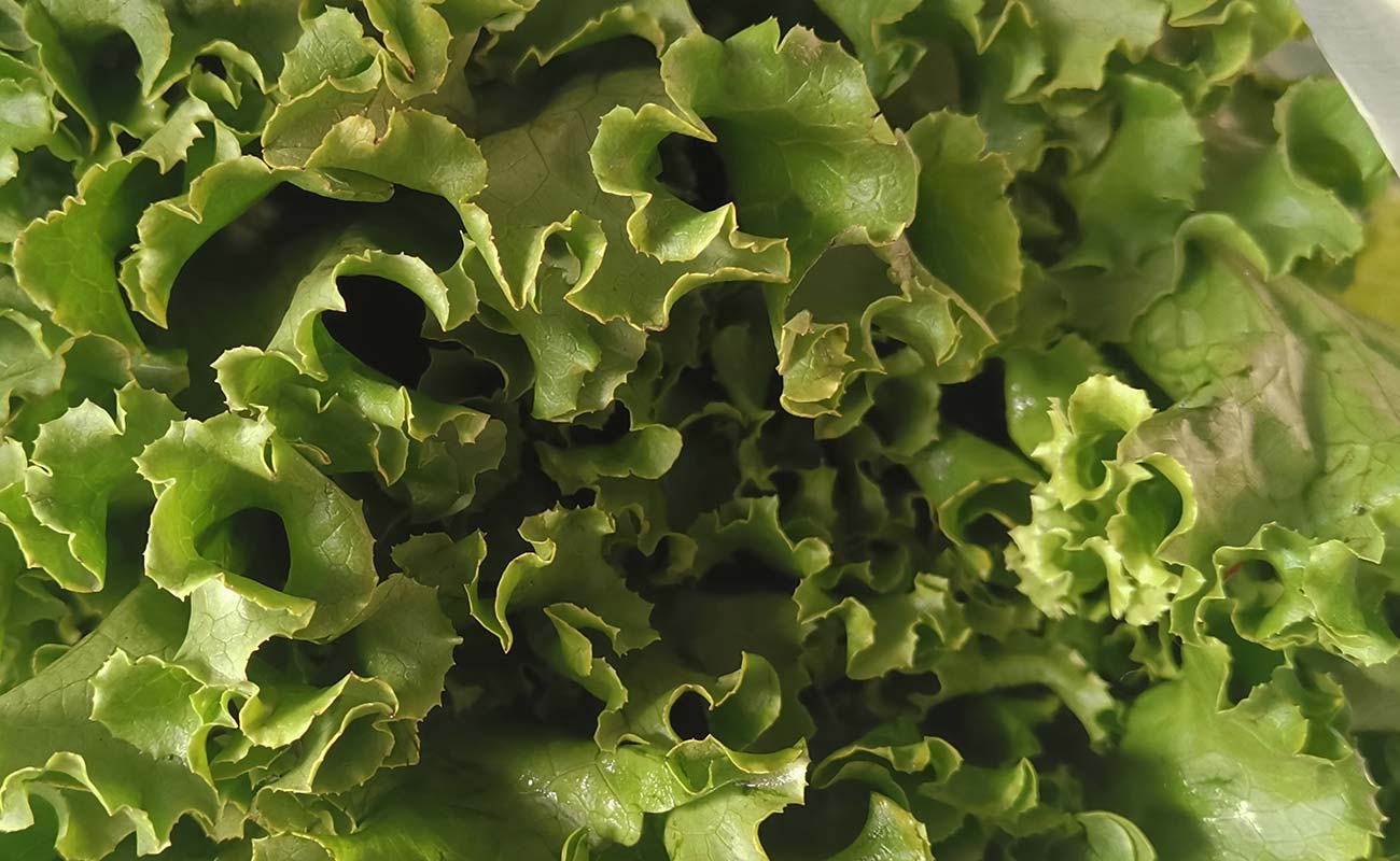 lechuga-americana-por-unidad-auto-automercado-san-francisco-distrito-san-francisco-canton-heredia-heredia-19032024