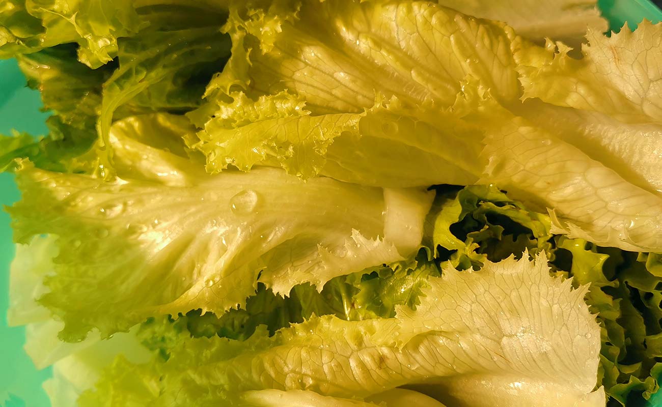 lechuga-fresca-por-unidad-masxmenos-distrito-san-francisco-canton-heredia-heredia-10032024
