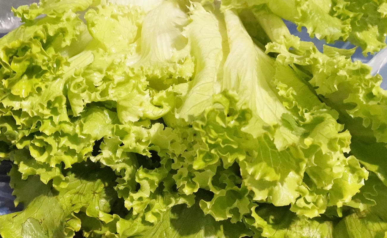 lechuga-frezze-organica-por-unidad-automercado-distrito-san-francisco-canton-heredia-heredia-06042024