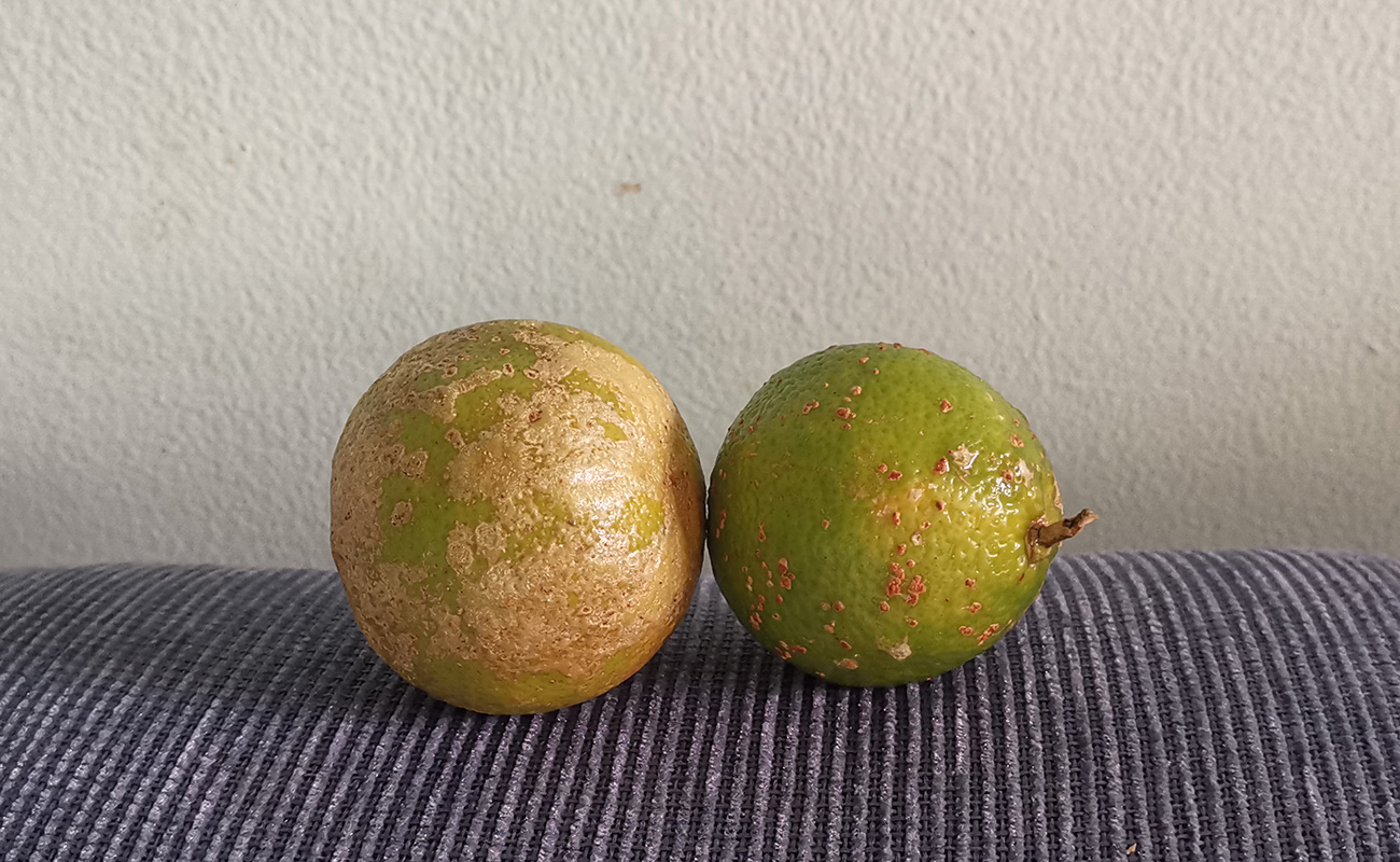 limon-mandarina-por-unidad-megasuper-san-lorenzo-distrito-barrantes-canton-flores-heredia-15022024