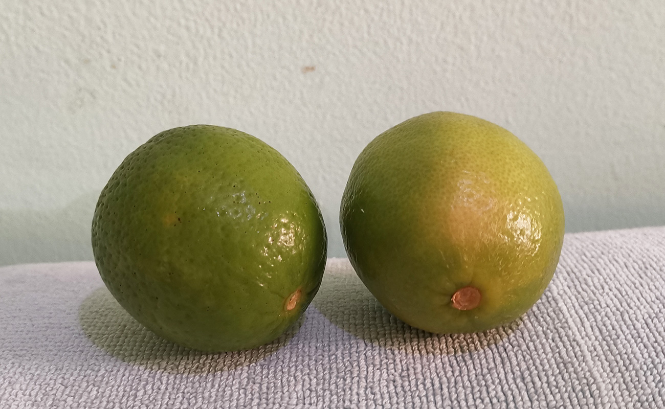 limon-mesino-por-unidad-mini-super-san-agustin-distrito-san-francisco-canton-heredia-heredia-09022024