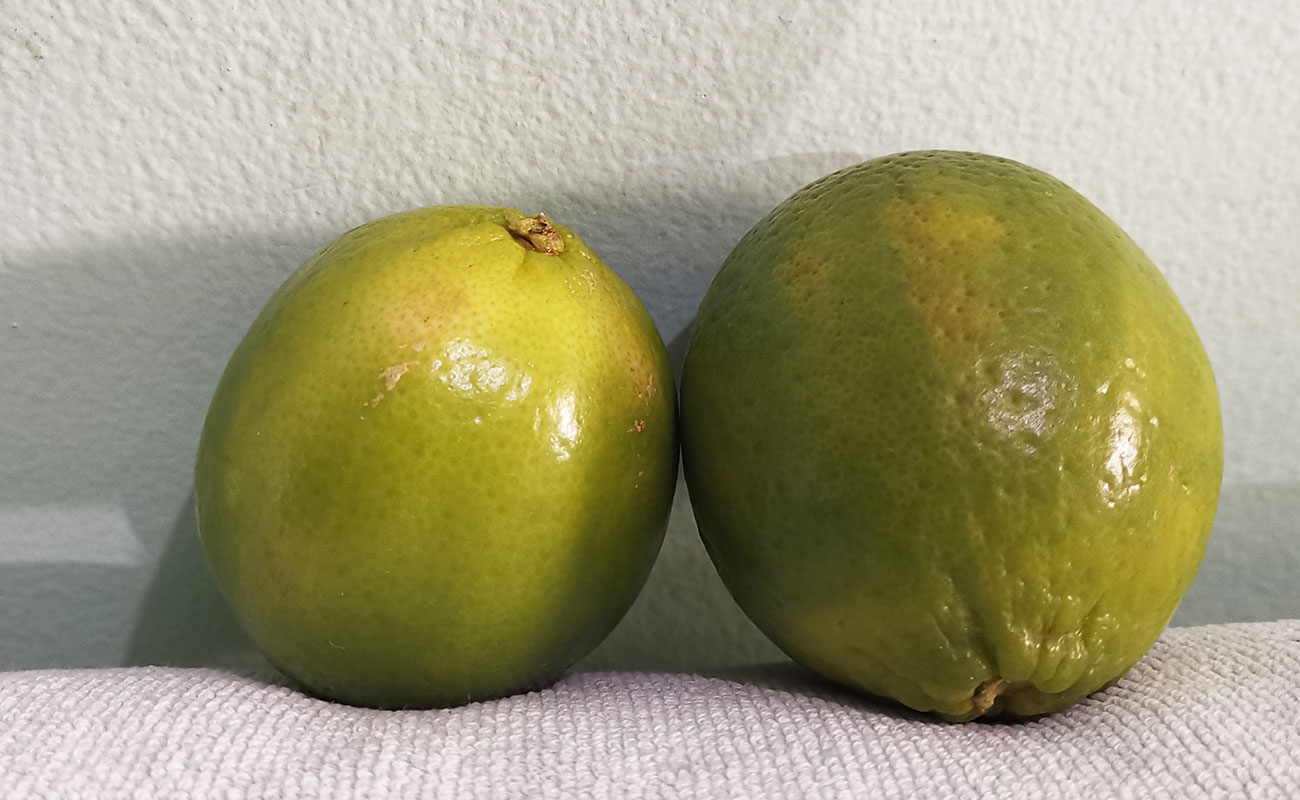 limon-mesino-unidad-verduras-la-gran-bodega-distrito-san-francisco-canton-heredia-heredia-03012024