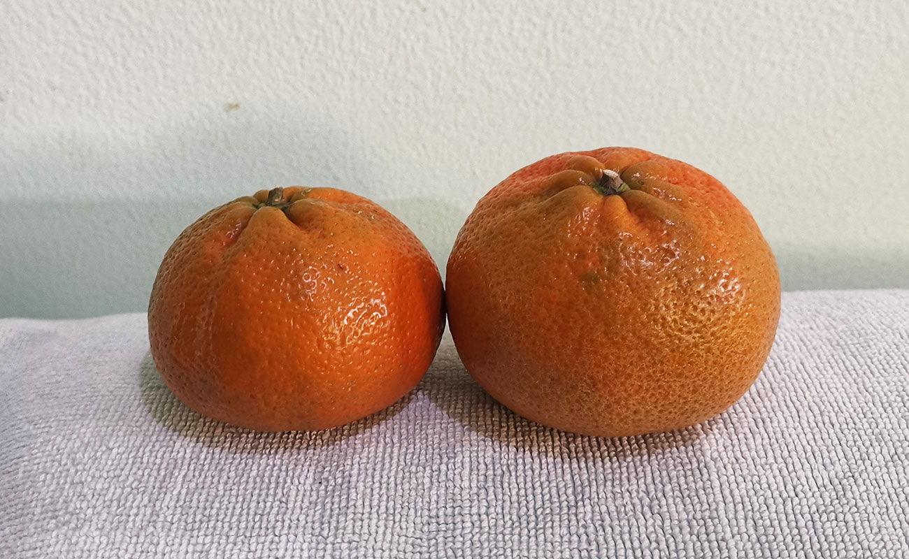 mandarina-importadad-malla-masxmenos-distrito-san-francisco-canton-heredia-heredia-23112023