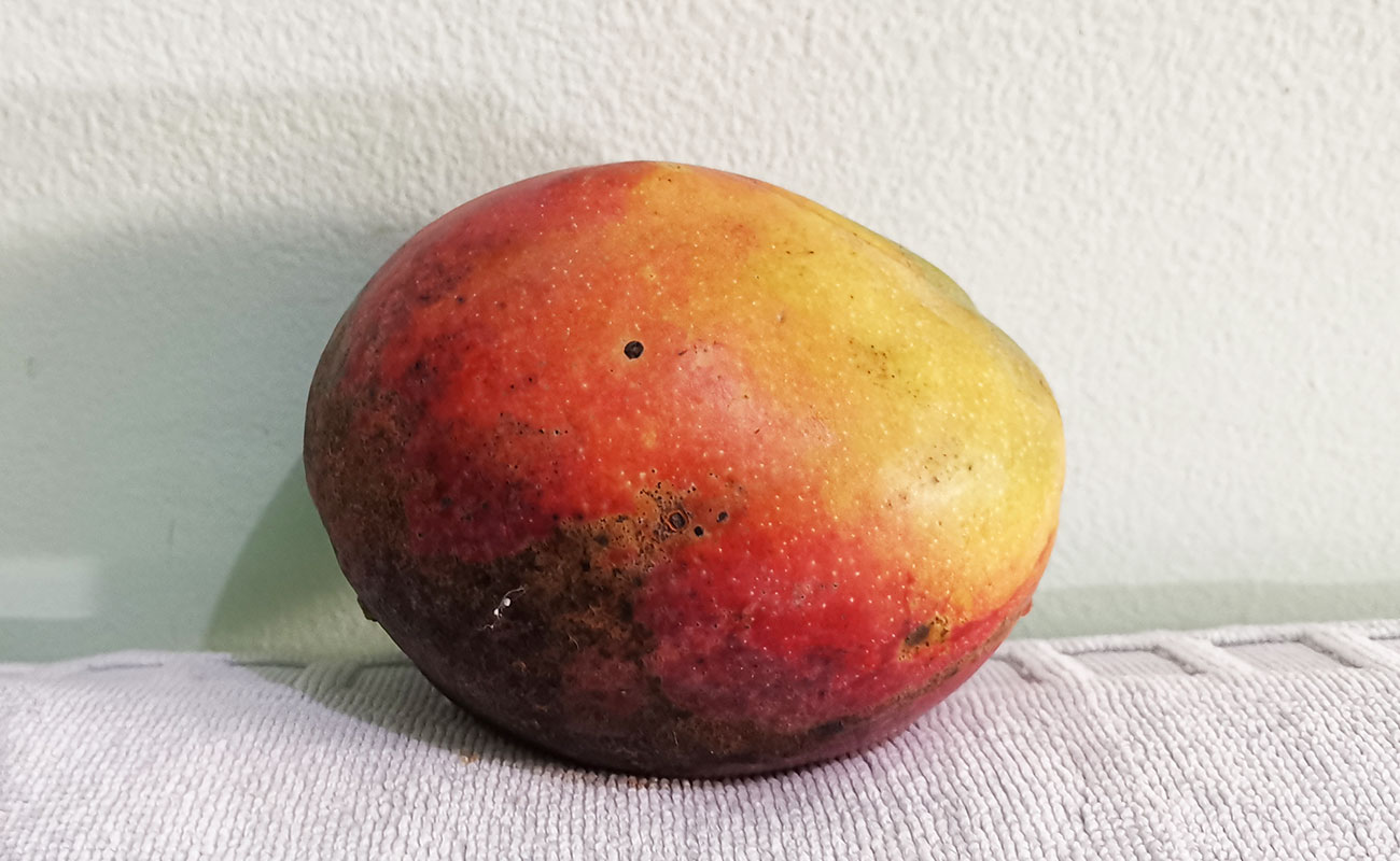 manga-1150g-frutas-verduras-la-gran-bodega-flores-heredia-28102023