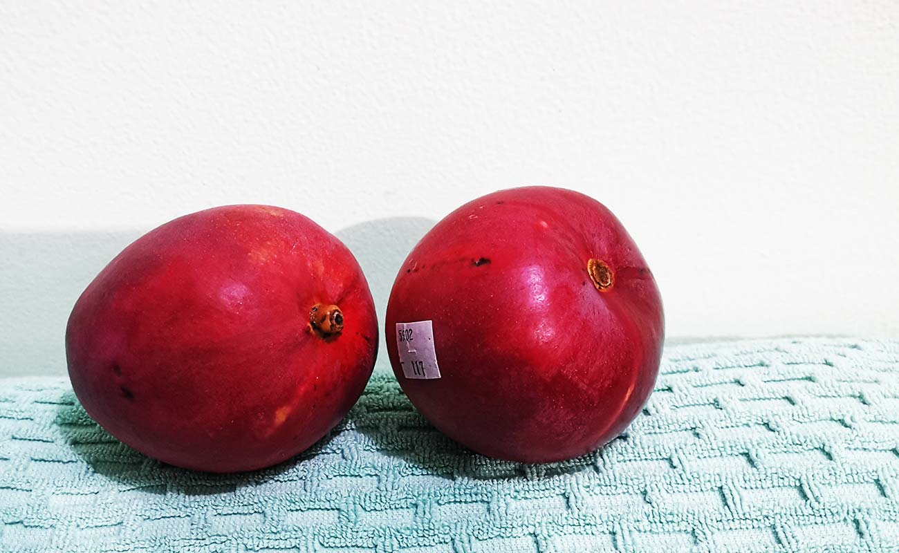 manga-importada-1365g-Walmart-distrito-san-francisco-canton-heredia-heredia-18042024