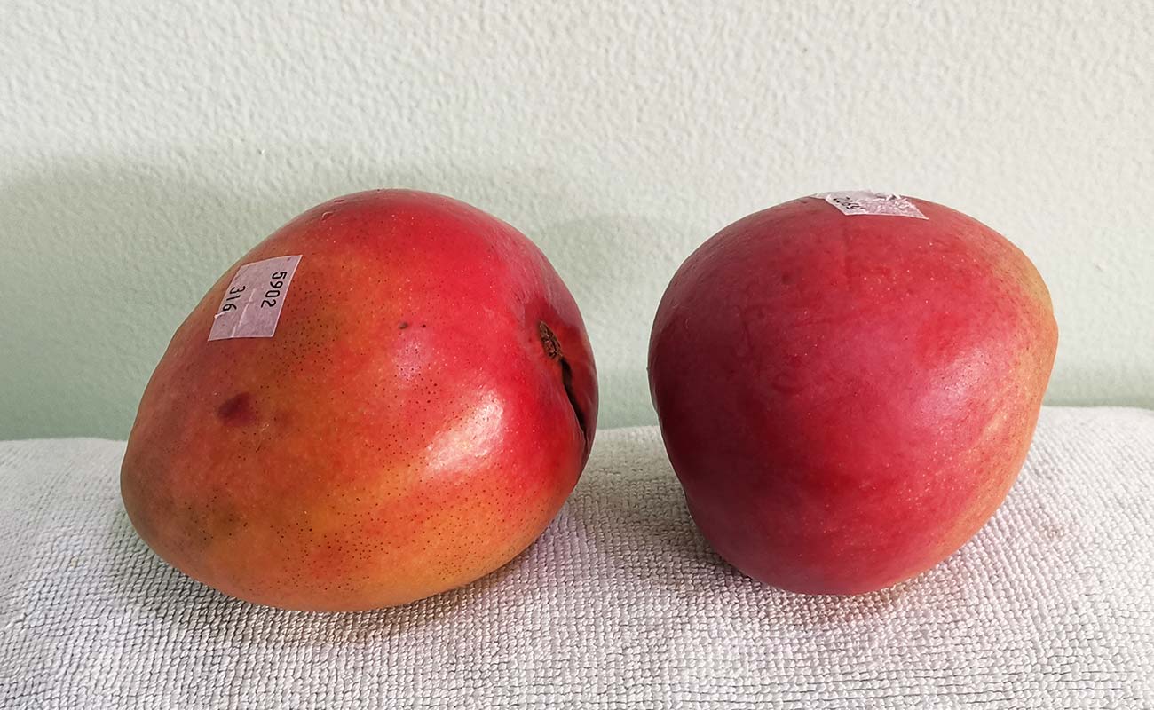 manga-importada-915g-masxmenos-distrito-san-francisco-canton-heredia-heredia-16042024