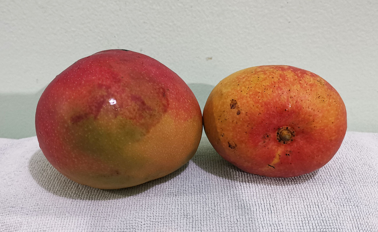 manga-mora-1000g-fruteria-kristal-ruta-32-guapiles-limon-12012024