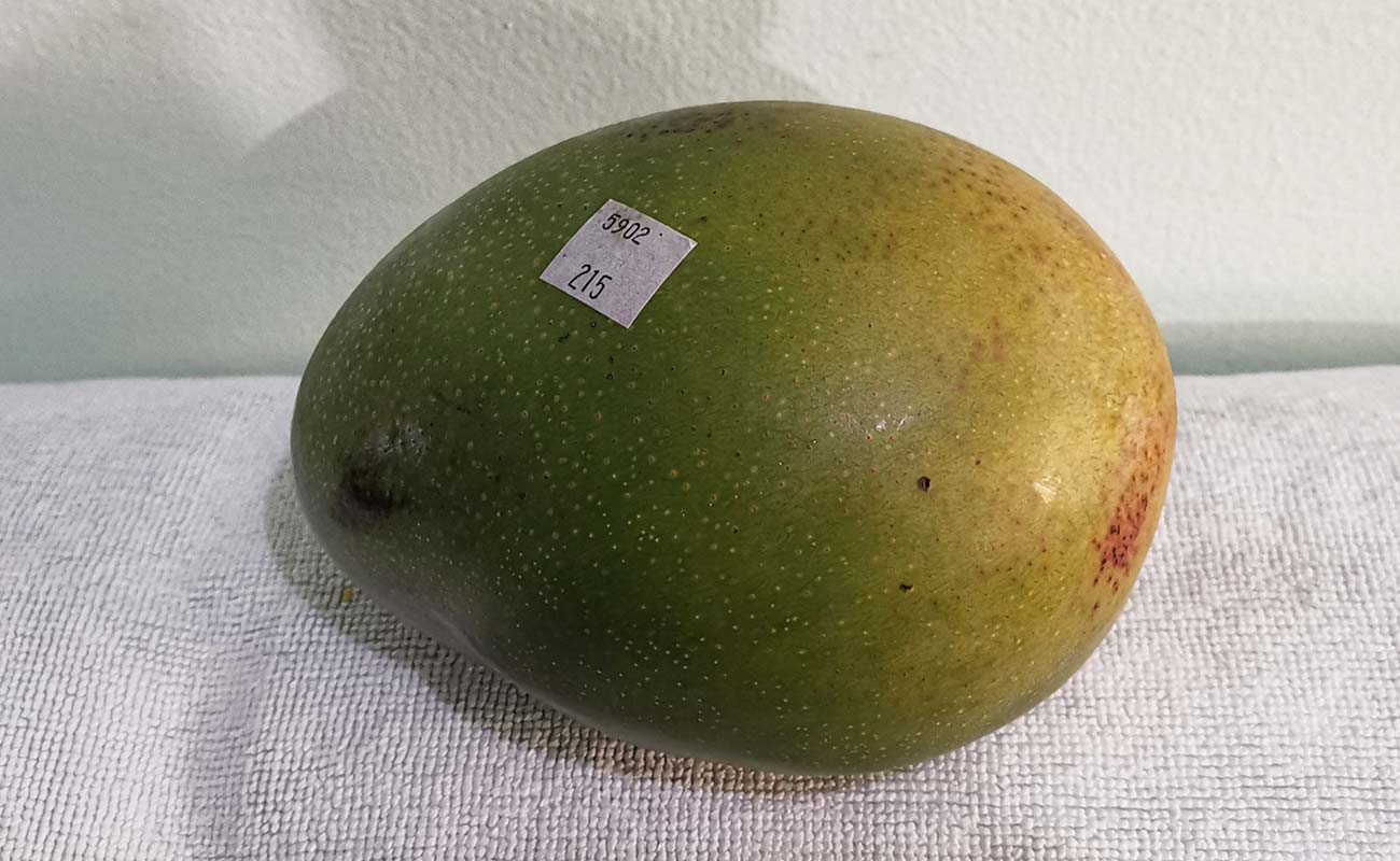 manga-nacional-820g-walmart-distrito-san-francisco-canton-heredia-heredia-04042024