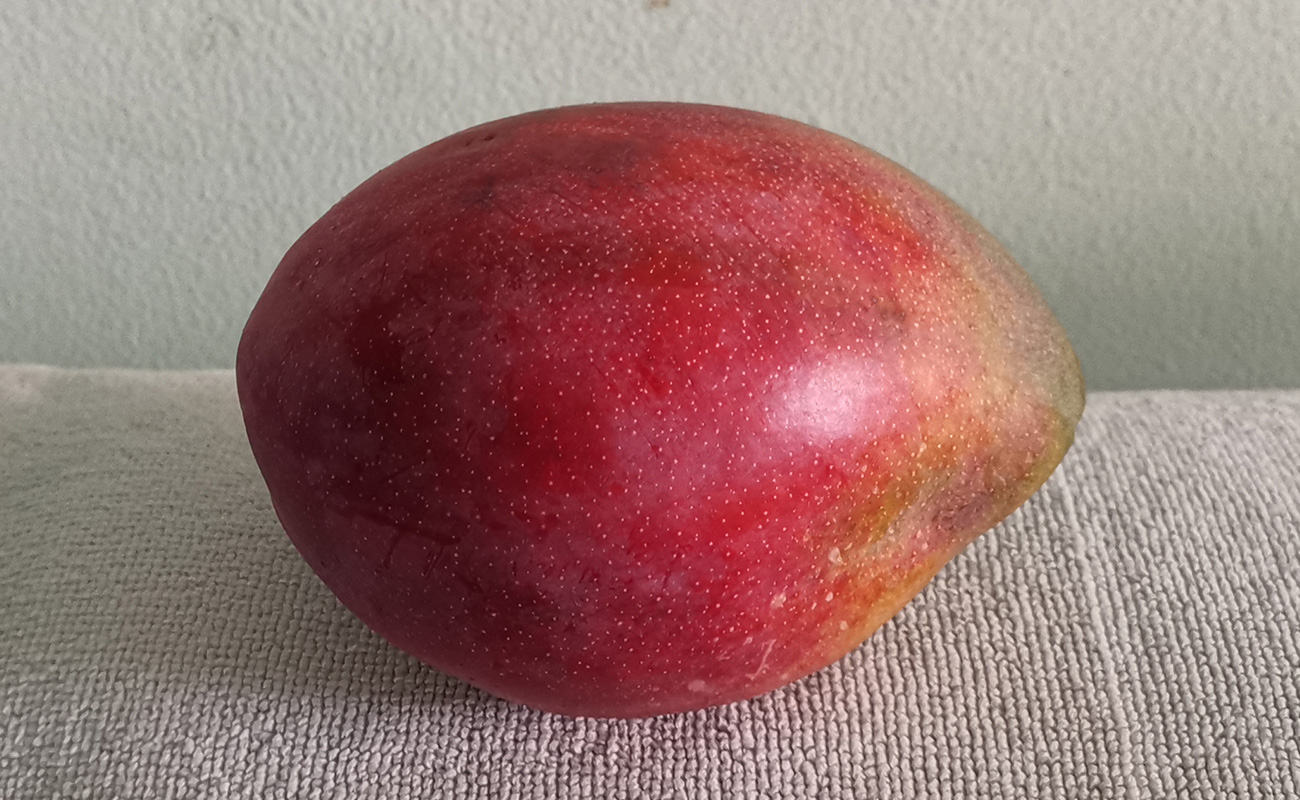 manga-nacional-880g-la-gran-bodega-frutas-y-verduras-distrito-san-francisco-canton-heredia-heredia-11022024