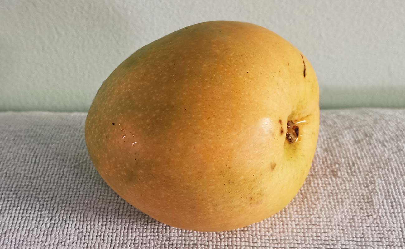 manga-nacional-930g-masxmenos-distrito-san-francisco-canton-heredia-heredia-05042024