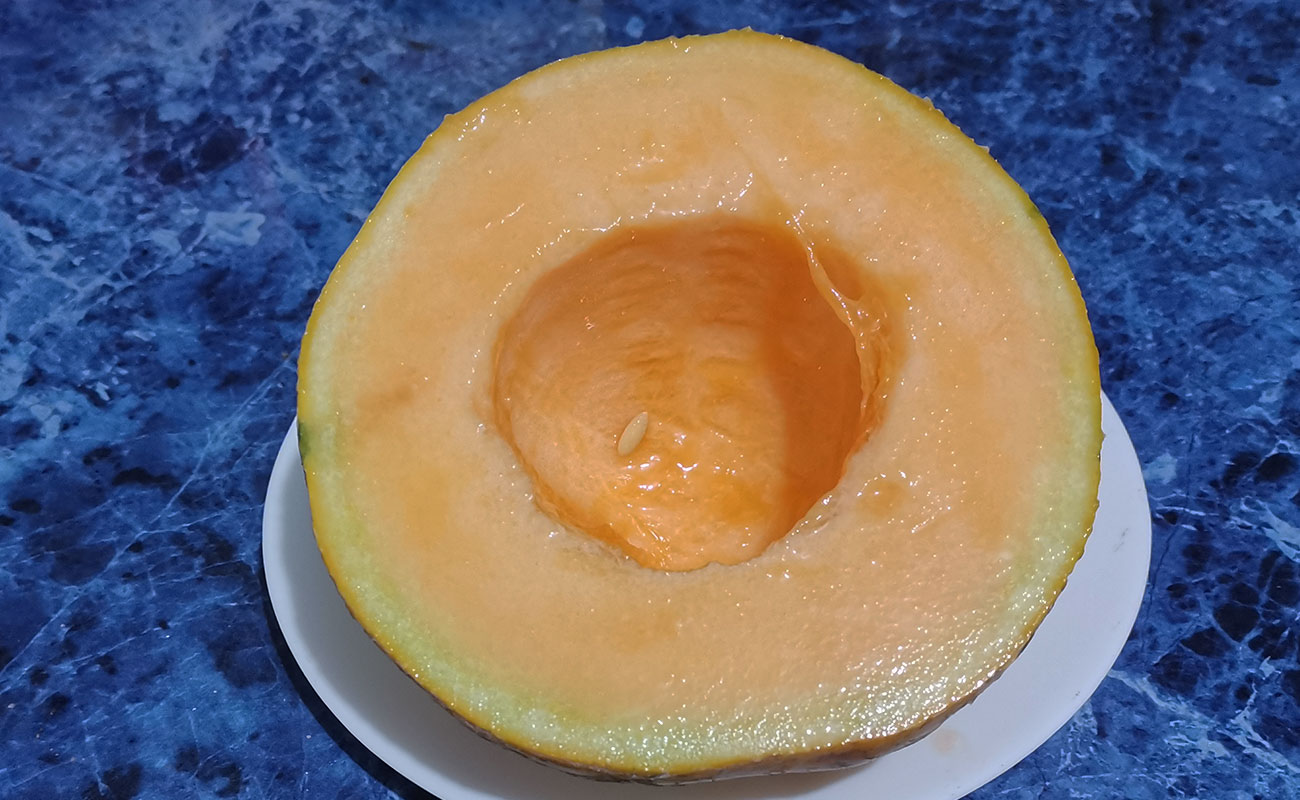 melon-trutas-y-verduras-san-juan-barrantes-san-lorenzo-canton-de-flores-heredia-09112023