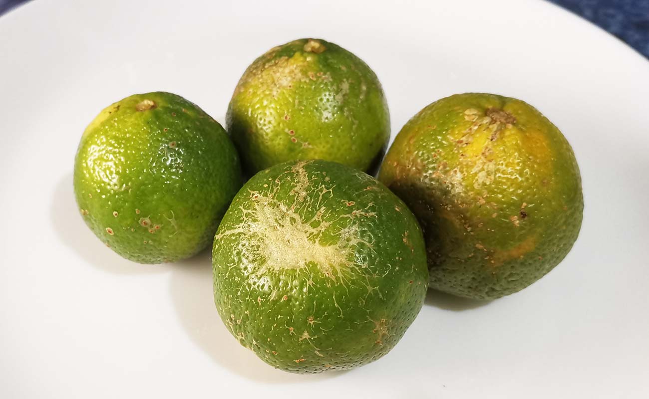 naranjilla-agria-por-unidad-verduras-la-gran-bodega-distrito-san-francisco-canton-heredia-heredia-06032024