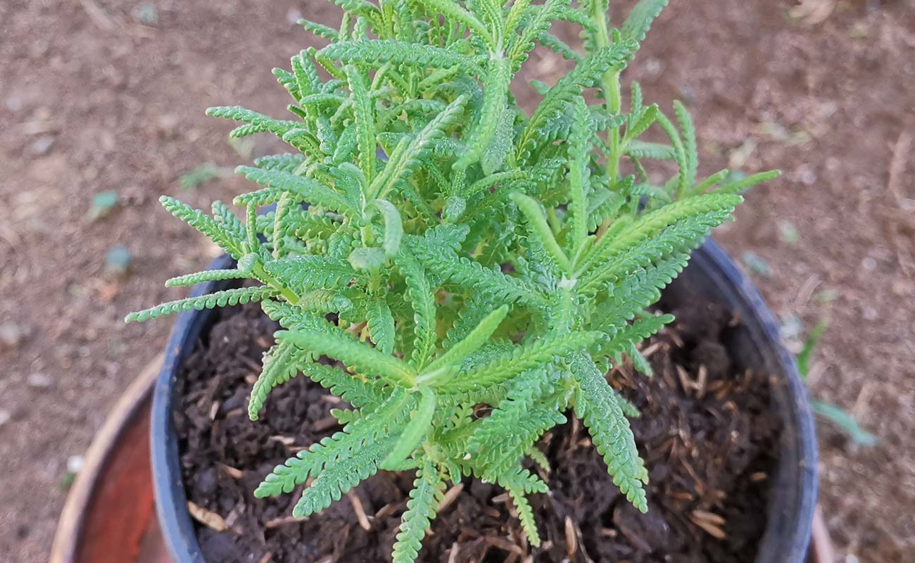 planta-lavanda-lamiaceae-ferreteria-y-materiales-construccion-el-lagar-distrito-san-joaquin-canton-flores-heredia-13032024