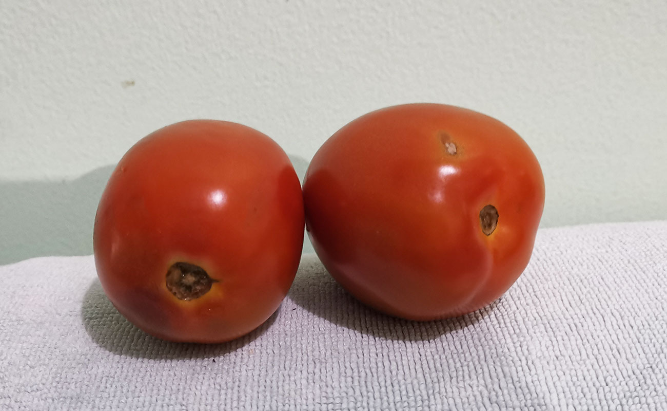 tomate-pera-420g-masxmenos-distrito-san-francisco-canton-heredia-heredia-23112023